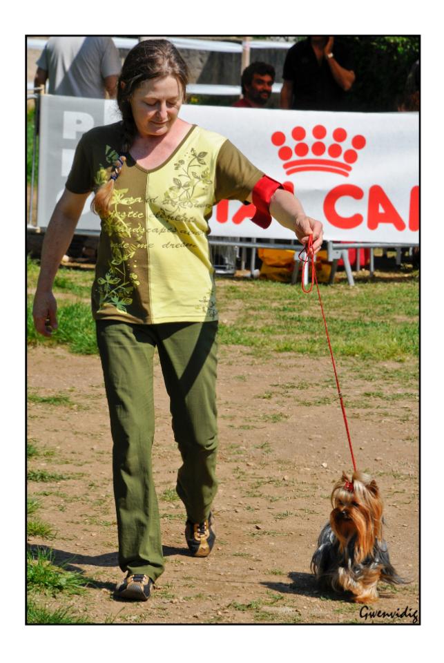 Exposition Canine Internationale Cacs Cacib Yorkshire of Meadow Cottage