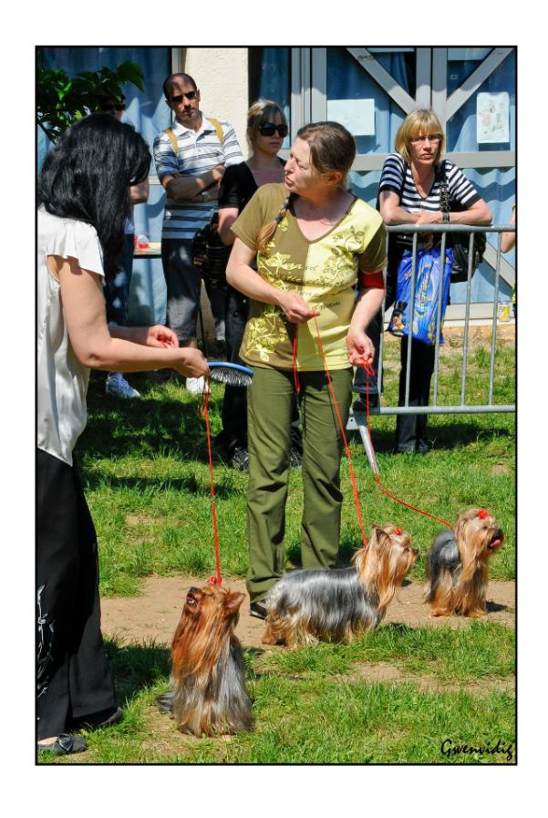 Exposition Canine Internationale Cacs Cacib Yorkshire of Meadow Cottage
