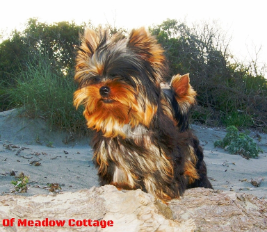 Ginger-Lee  of Meadow Cottage