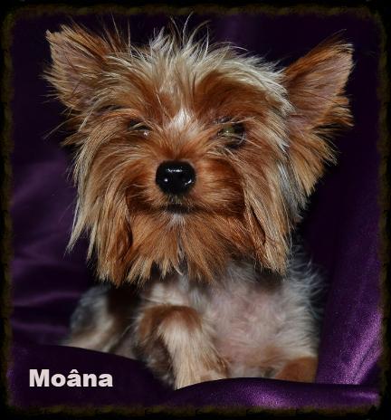 Moana