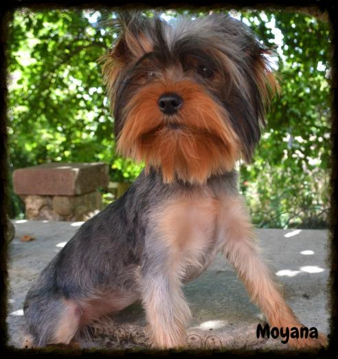 Moyana