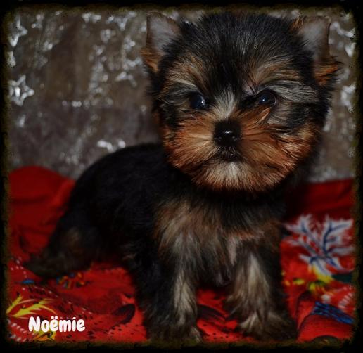 Noemie