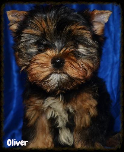 Oliver