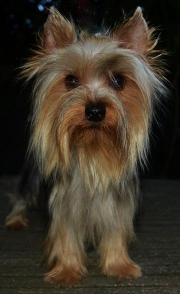 Olivio