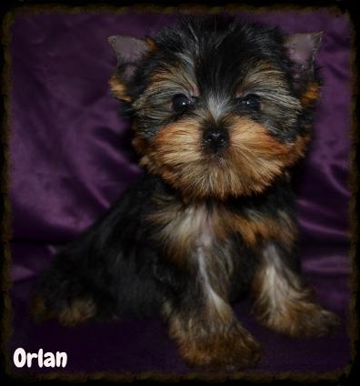 Orlan