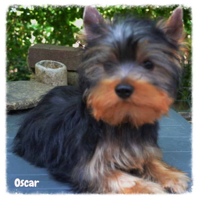 Oscar II