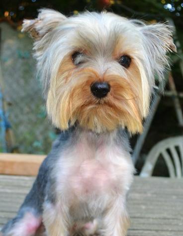 Ottavio