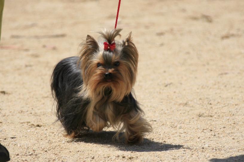 Exposition Canine Internationale Cacs Cacib Yorkshire of Meadow Cottage