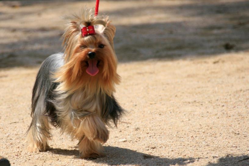 Exposition Canine Internationale Cacs Cacib Yorkshire of Meadow Cottage