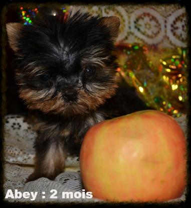 Abey