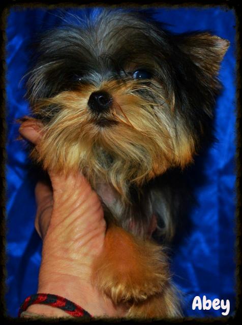 Elevage De Yorkshire Terriers Of Meadow Cottage