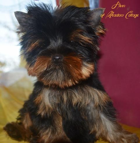 Alvin