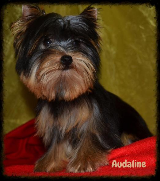 Audaline