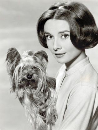 Audrey Hepburn et son Yorkshire