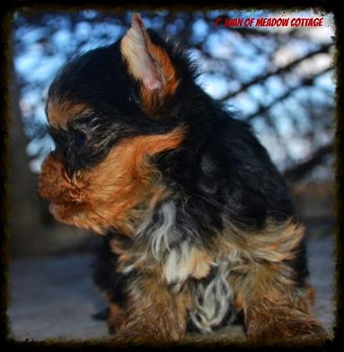 Chiot Miniature Yorkshire en Corse