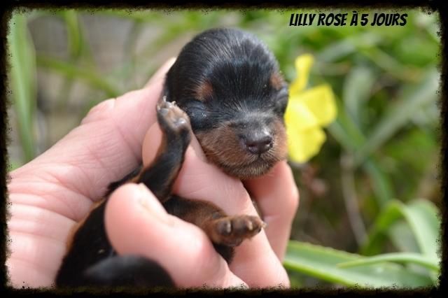 chiot york en Corse(miniature)