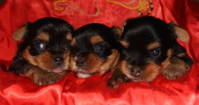 Chiots Yorkshire a vendre. Corse