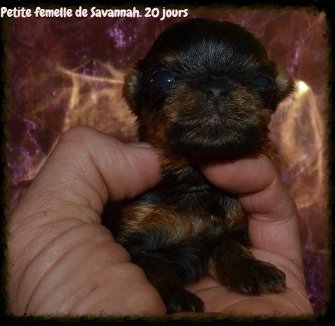 Petite femelle Savannah