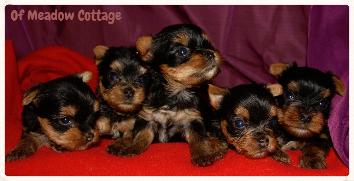 Chiots Yorkshire Elevage Corse