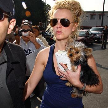 Britney Spears et son Yorkshire