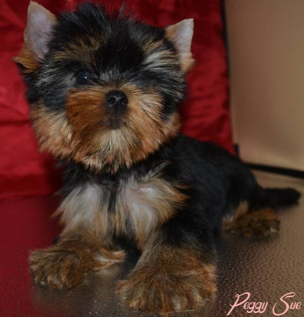 Peggy Sue
