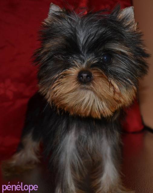 Penelope