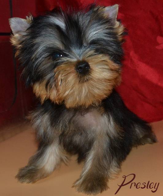 Presley