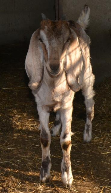 Bouc elevage corse