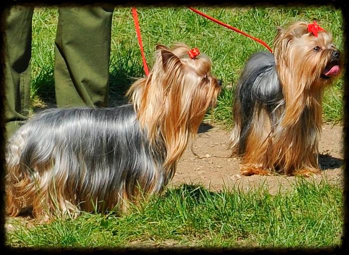 Exposition Canine Internationale Cacs Cacib Yorkshire of Meadow Cottage