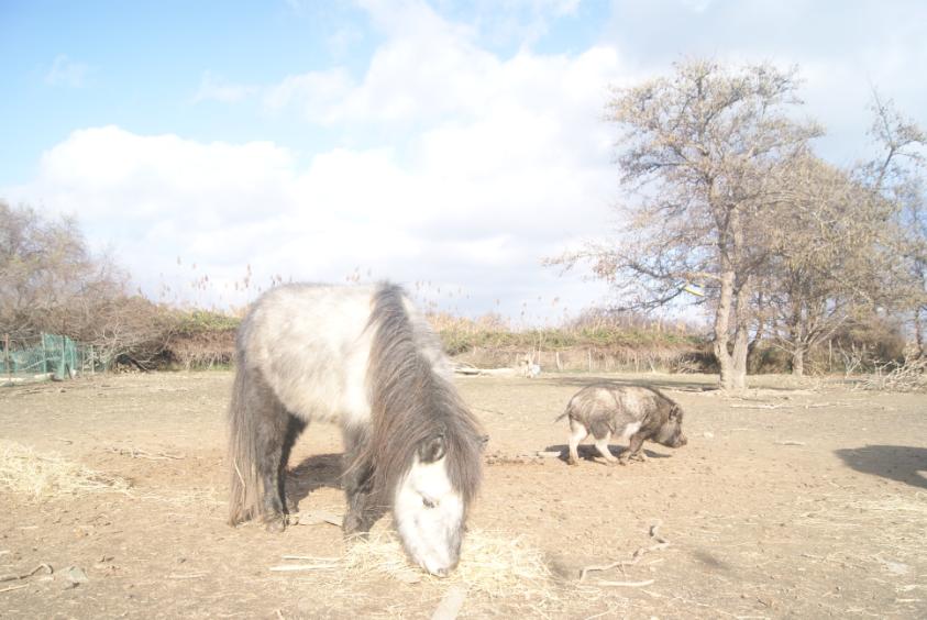 chevaux miniature corse