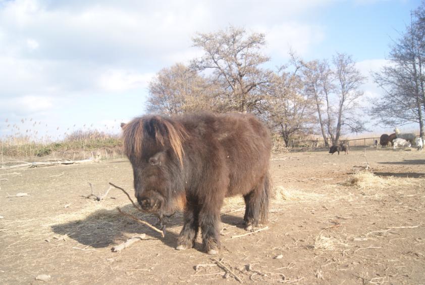 Shetland miniature Poney