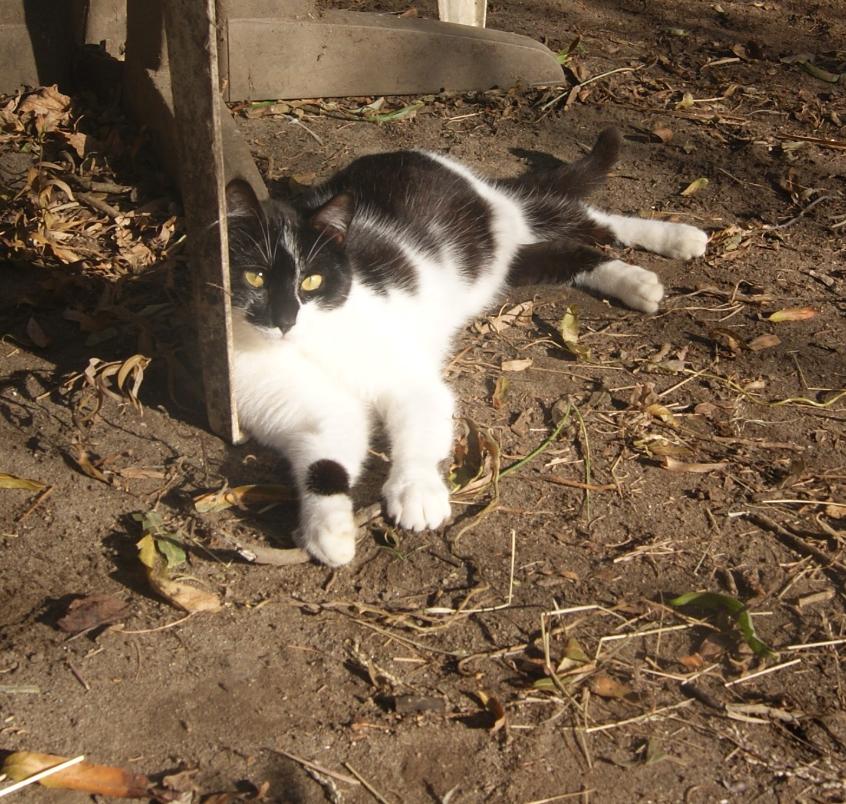 Jacob. Chat noir et blanc