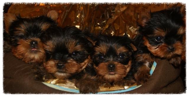 Chiots Yorkshire Corse