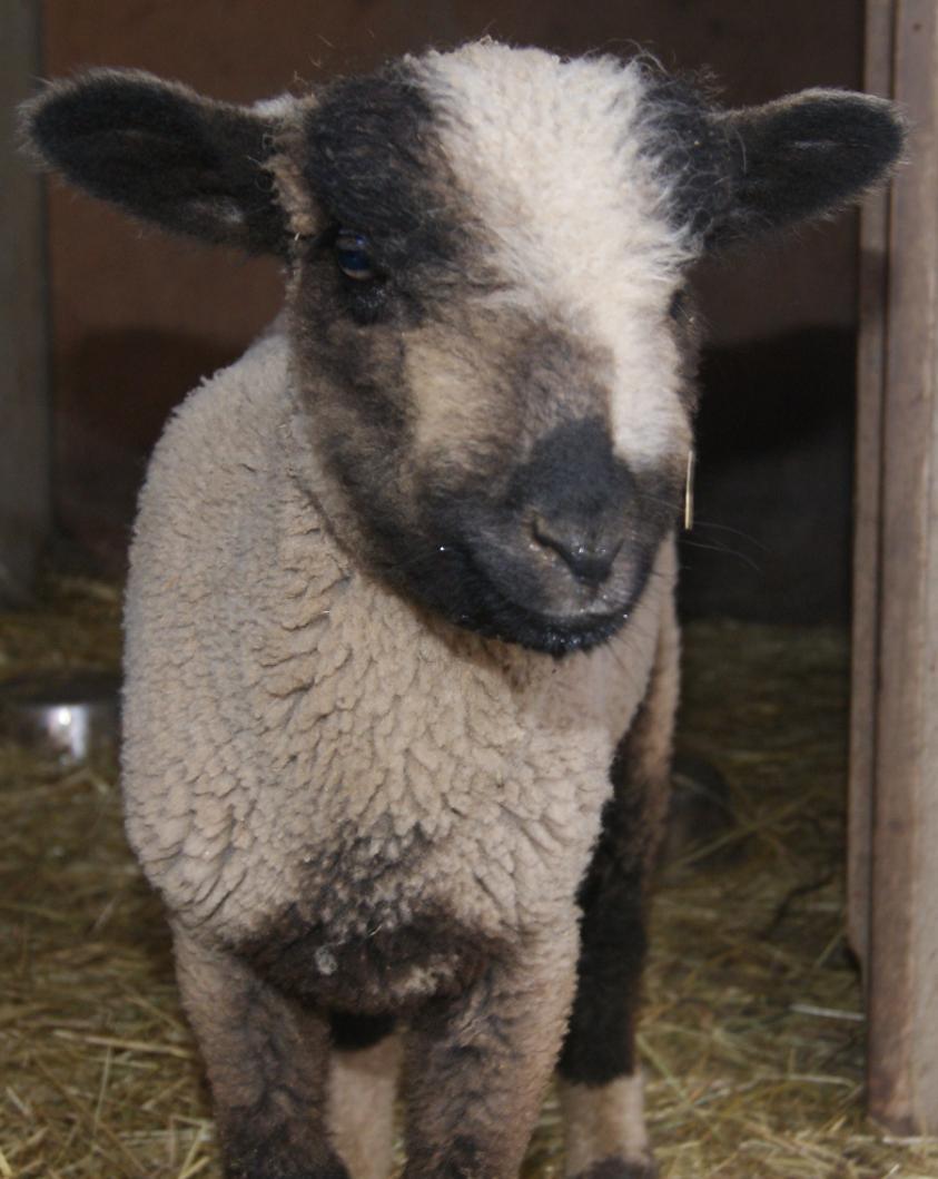 Mouton croisé Mérinos