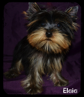 Elaia