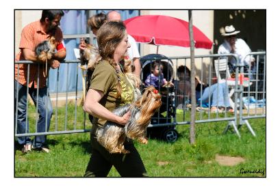 expo canine elvage yorkshire corse 