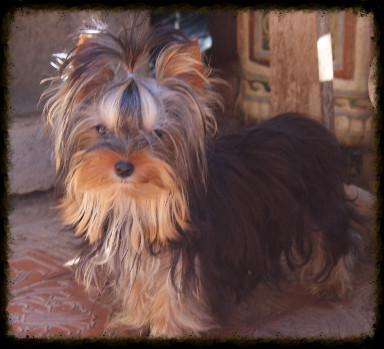 Fiona  of Meadow Cottage