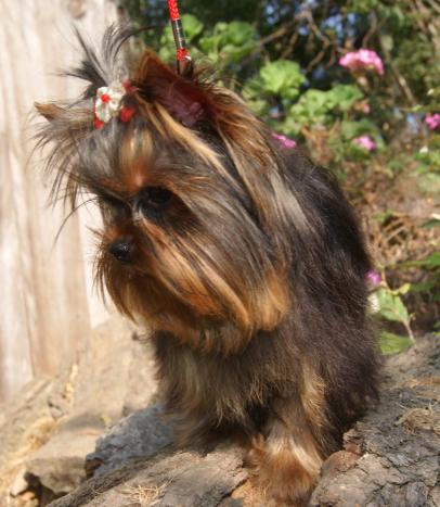 Ginger Lee .Les Yorkshire Terriers of Meadow Cottage.Corse