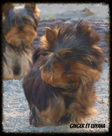 Ginger-Lee  of Meadow Cottage