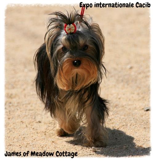 Exposition Canine Internationale Cacs Cacib Yorkshire of Meadow Cottage