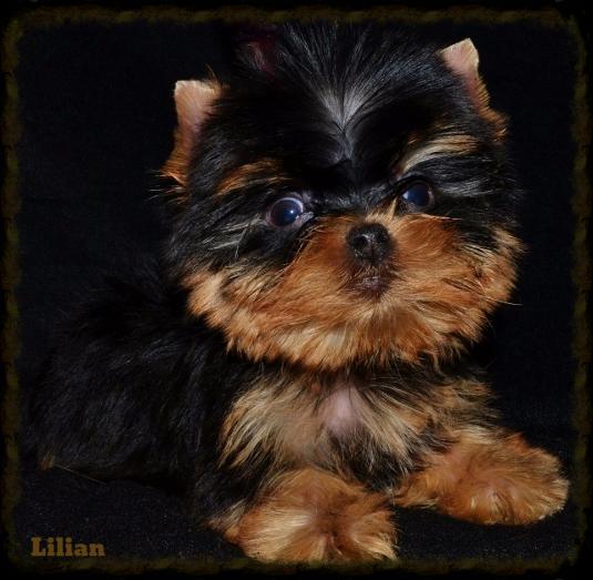 Lilian 