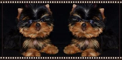 Lilian