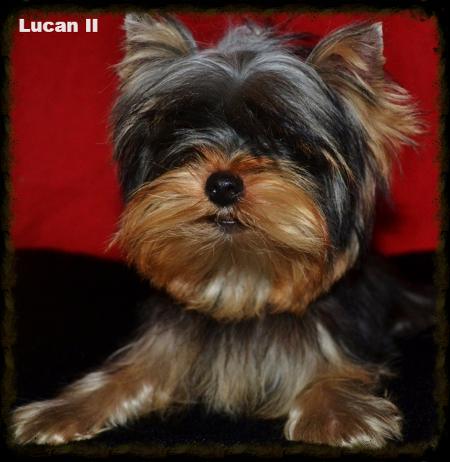 Lucan II