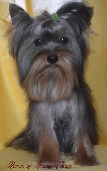 mairon