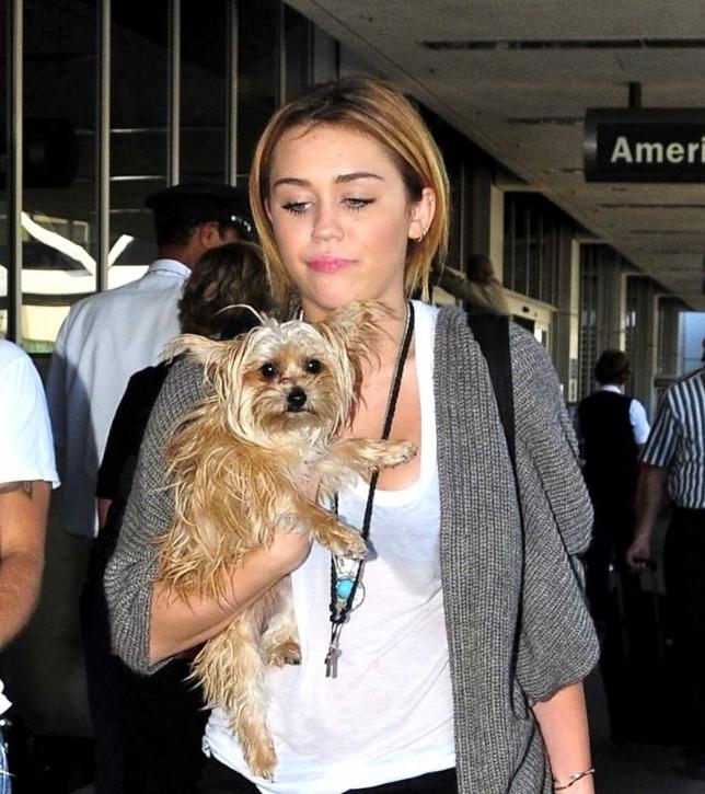 Miley Cyrus et son York