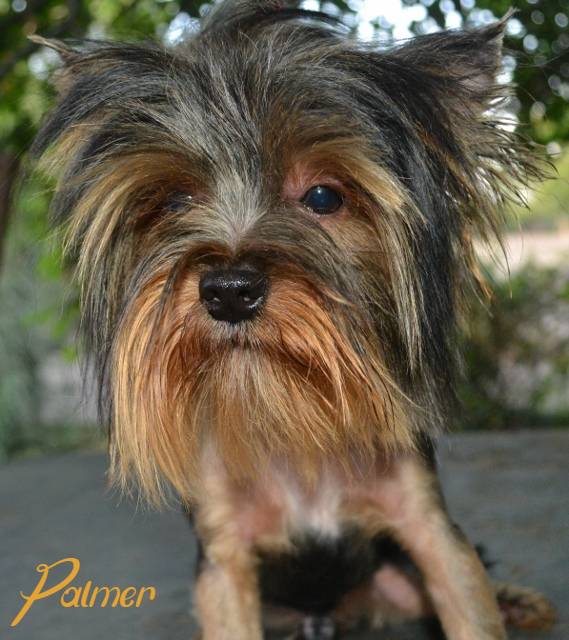 Palmer