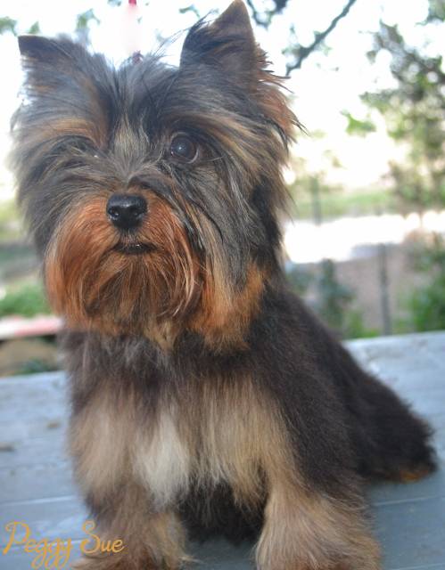 Peggy Sue