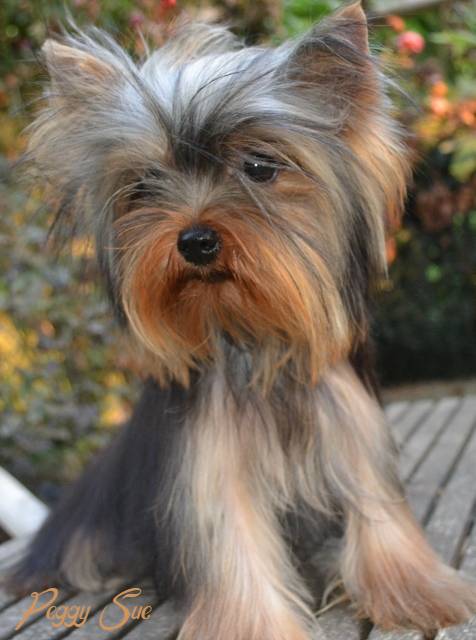 Peggy Sue