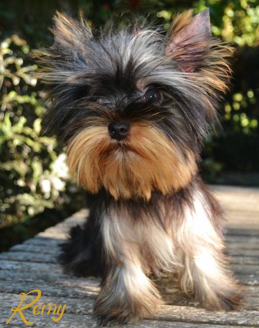 Rémy