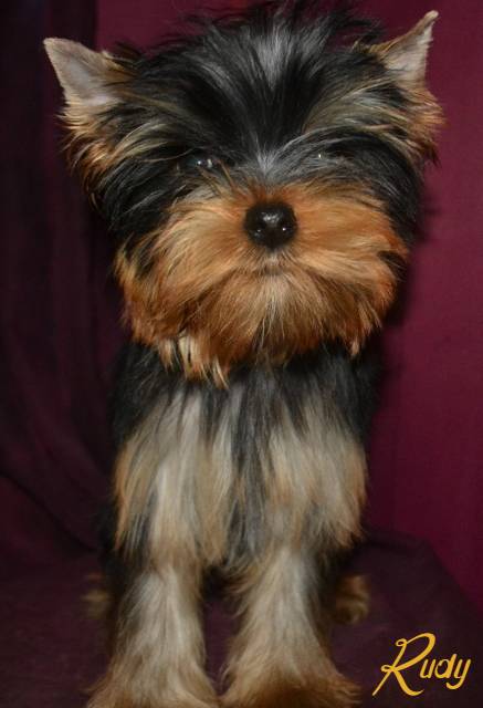 Rudy